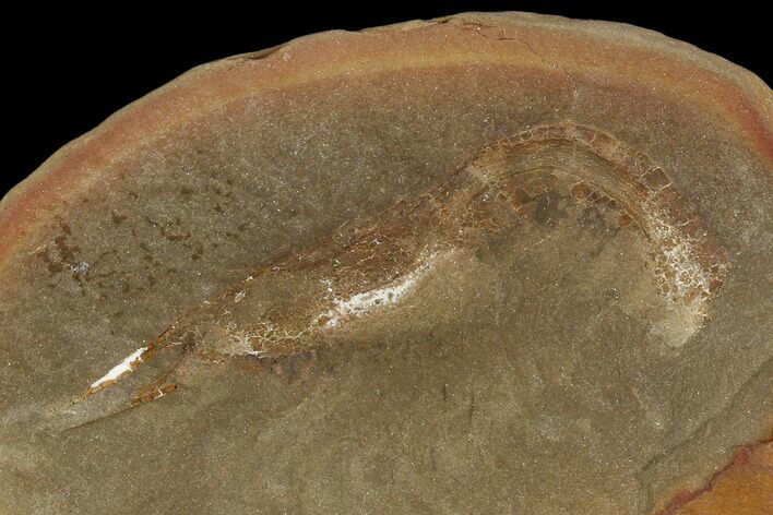 Fossil Shrimp (Lobetelson) - Illinois #120897